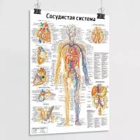 Обучающий медицинский плакат "Сосудистая система человека" / А-2 (42x60 см.)