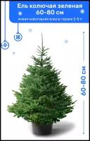 Ель Колючая Зеленая (Американская), живая новогодняя елка в пластиковом горшке (2-5 л), 60-80 см
