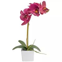 Орхидея фаленопсис 1 ветка в керамическом кашпо Куб, цвет: темно-фиолетовый