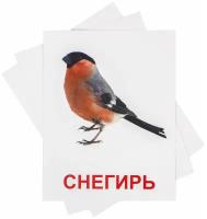 Обучающие карточки Домана "Птицы" Всезнайка, 20 больших плотных развивающих карточек с фактами и реалистичными картинками для малышей, 180 х 140 мм