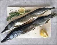 Сушеная и вяленая рыба. Астраханская "Щука" (солено- сушеная) 3 кг
