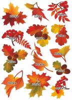 Наклейка интерьерная Woozzee Осенние листья NDS-293-090618