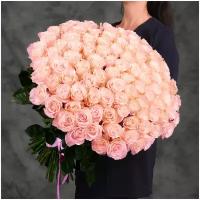 101 нежно-розовая Эквадорская роза 70см