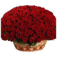 151 красная роза Ред Наоми в корзине