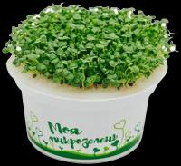Набор для выращивания "Моя микрозелень базилик"