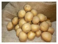 Семенной картофель Коломбо 2 кг
