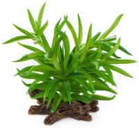 Растение для террариума TERRA DELLA "Крассула", зелёное, 15x12x15см (Нидерланды)