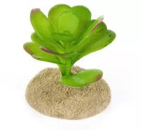 Растение для террариума TERRA DELLA "Суккулент ", зелёное, 7x7x6см (Нидерланды)