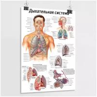 Медицинский обучающий плакат "Дыхательная система человека" / А-2 (42x60 см.)