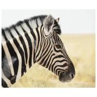 Постер на холсте Зебра (Zebra) №5 36см. x 30см.