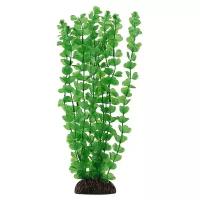 Растение Laguna Бакопа зеленая для акариумов (20 см)