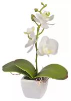 Цветочная композиция "Белая орхидея" 16 см