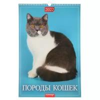 Календарь перекидной на ригеле "Породы кошек" 2022 год, 320х480 мм