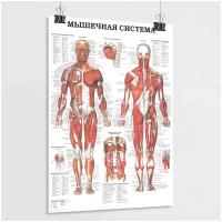 Обучающий плакат "Мышечная система человека" / А-1 (60x84 см.)