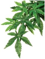 Exo Terra Jungle Plants растение пластиковое подвесное Абутилон, 45х20 см