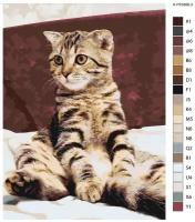 Картина по номерам, 30 x 40, R0L1-K-PF0306-3, кот, животное, питомец "Живопись по номерам", набор для раскрашивания, раскраска